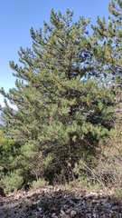 Pinus nigra laricio