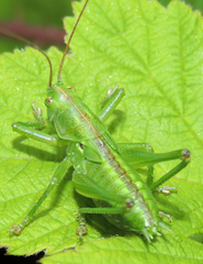 Tettigonia viridissima