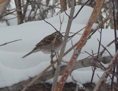 Emberiza citrinella × leucocephalos