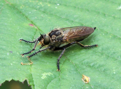 Eutolmus rufibarbis