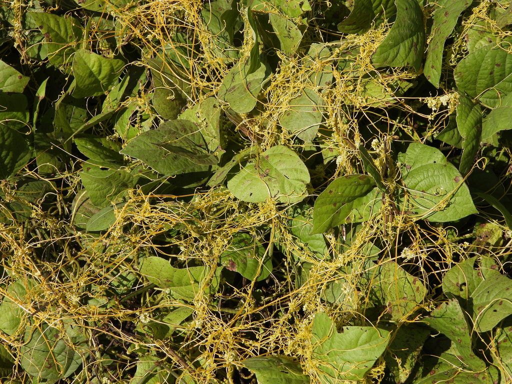 Cuscuta chinensis from Chengyang District, Qingdao, Shandong, China on ...