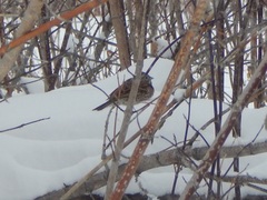 Emberiza citrinella × leucocephalos
