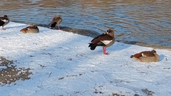 Alopochen aegyptiaca