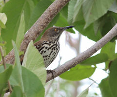 Toxostoma longirostre