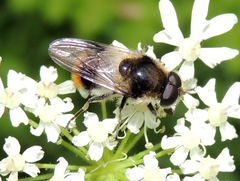 Cheilosia illustrata