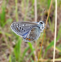 Polyommatus icarus