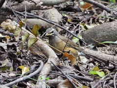 Turdus obscurus