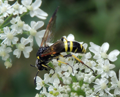 Tenthredo marginella