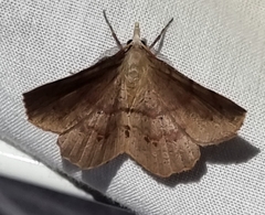 Rhinodia rostraria