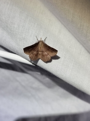 Rhinodia rostraria