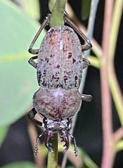 Cacostomus squamosus