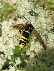 Tenthredo marginella
