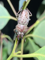 Cacostomus squamosus