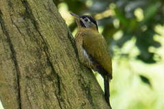 Picus vittatus