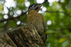Picus vittatus