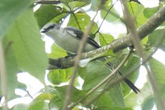 Pericrocotus divaricatus