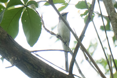 Pericrocotus divaricatus