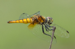 Aethriamanta brevipennis