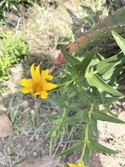 Aspilia mossambicensis