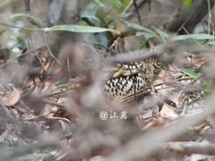 Zoothera aurea