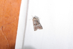 Mesoligia literosa