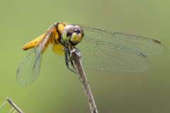 Aethriamanta brevipennis