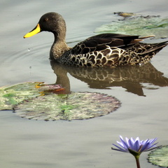 Anas undulata undulata