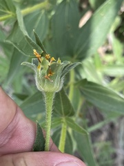 Aspilia mossambicensis