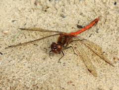 Sympetrum striolatum