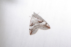 Aplocera praeformata