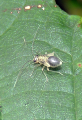 Stenopsocus