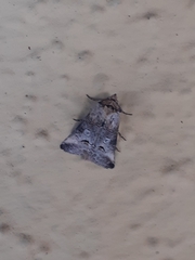 Abrostola canariensis