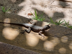 Tropidurus torquatus