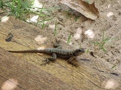 Tropidurus torquatus