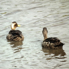 Anas undulata undulata