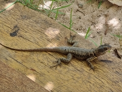 Tropidurus torquatus