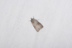 Nycteola asiatica