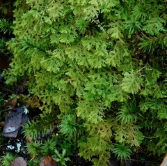 Trichocolea tomentella