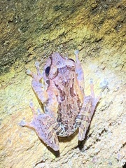 Pseudophilautus