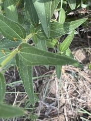 Aspilia mossambicensis