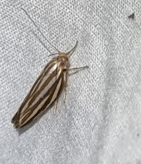 Catoryctis eugramma