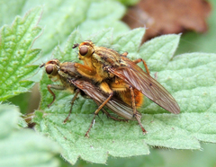 Scathophaga stercoraria