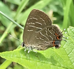Satyrium liparops