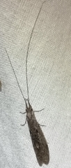 Triplectidinae