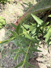 Aspilia mossambicensis