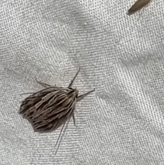 Meyrickella torquesauria