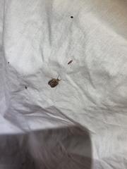 Meyrickella torquesauria