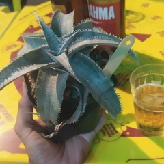 Dyckia marnier-lapostollei