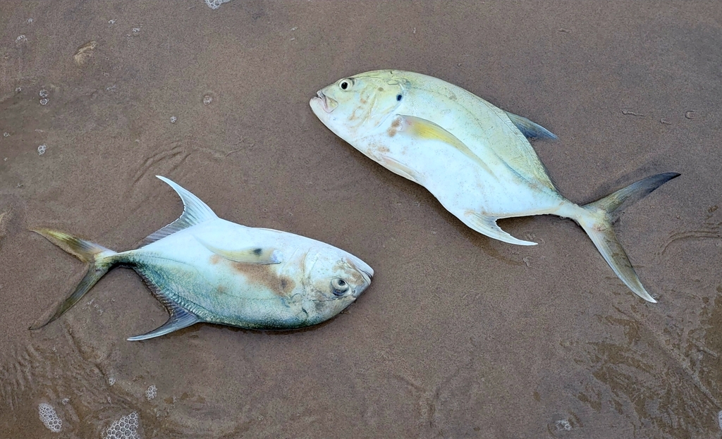 Longfin Crevalle Jack