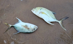 Caranx fischeri